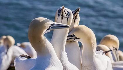 开云APP-中国队成功晋级亚洲杯 再掀足球热潮，亚洲杯足球2021中国队